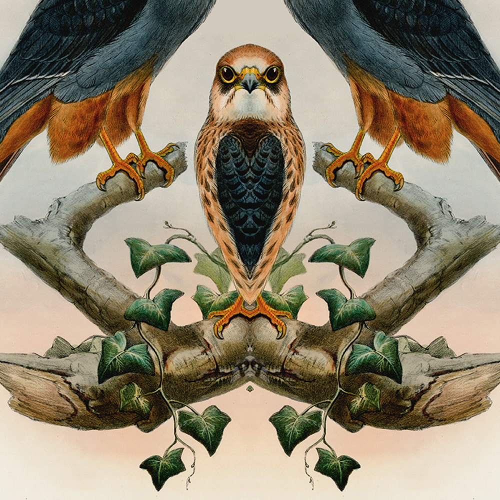 Bilateral Bird 06 2021 Art | Douglas D, Prince