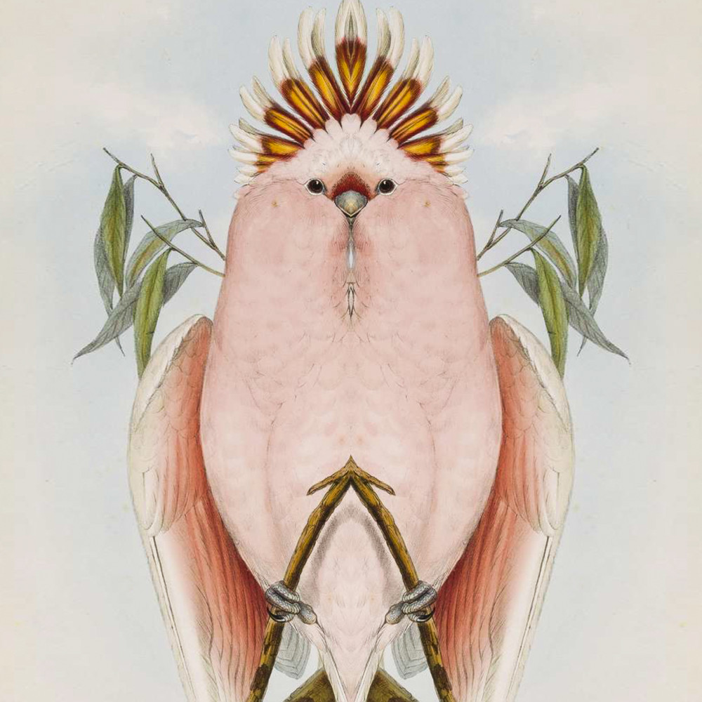 Lithograph of Major Mitchell's Cockatoo, Cacatua leadbeateri from Gould's Birds of Australia, 1840-1848, vol 5, pl 2