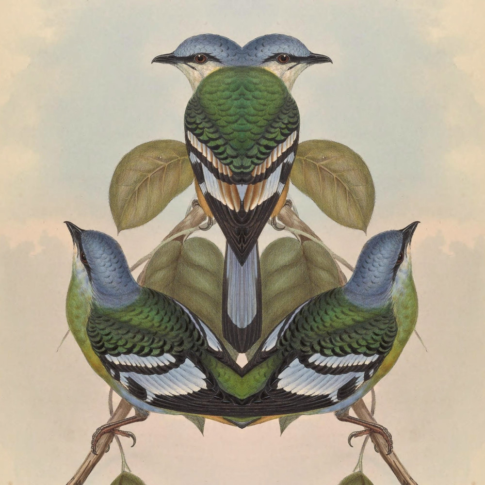 Bilateral Bird 16 2021 Art | Douglas D, Prince