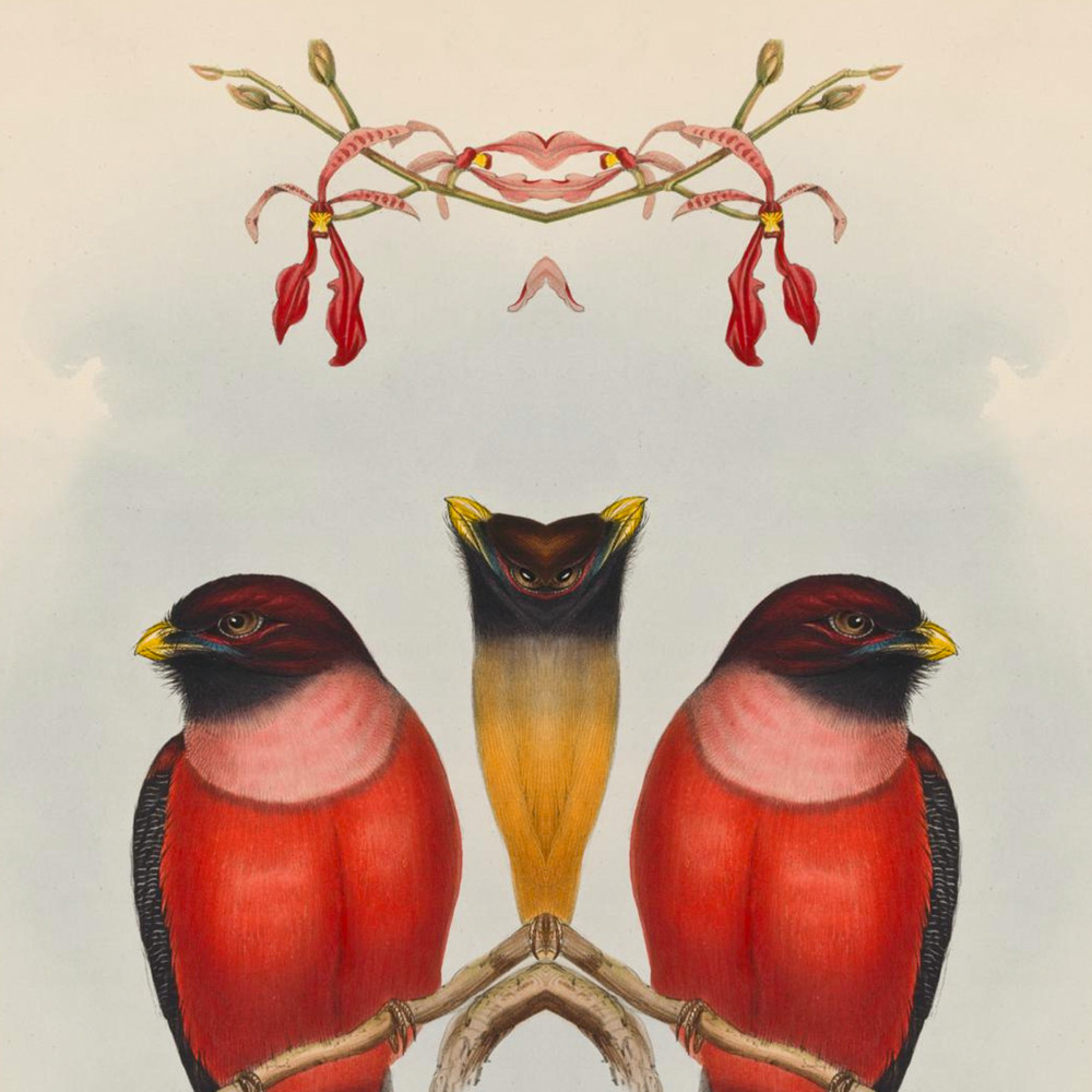Bilateral Bird 15 2021 Art | Douglas D, Prince