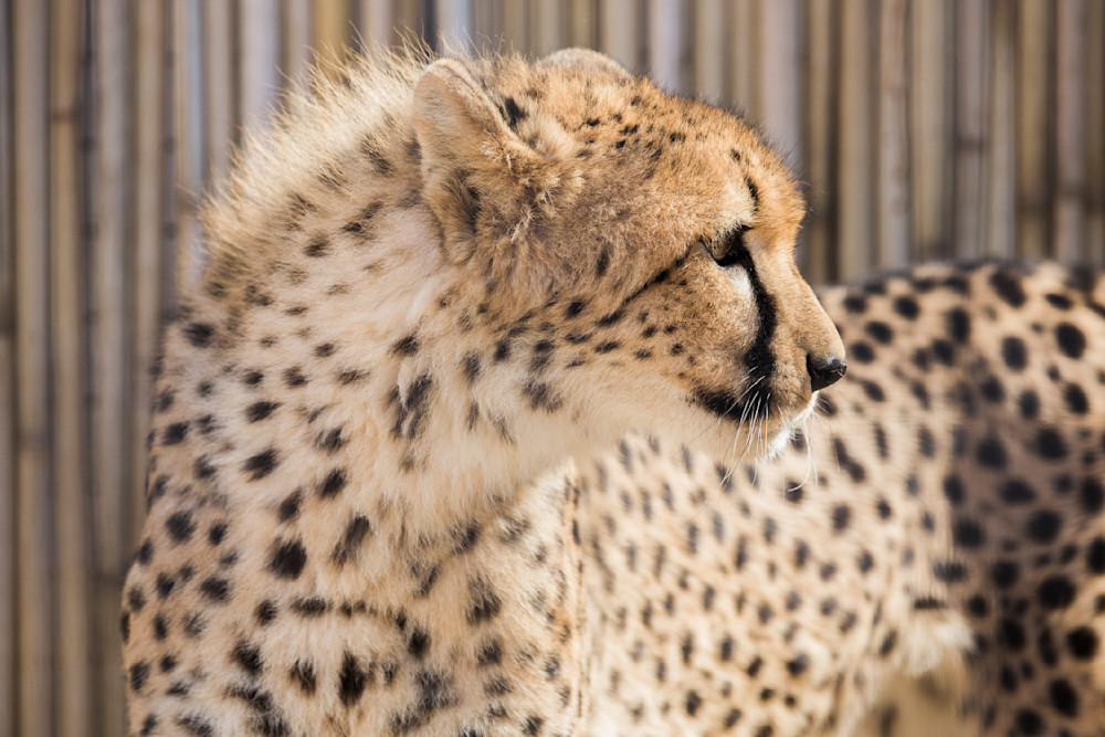 Wild Cheetah Baby Art | gallerybonuccelli