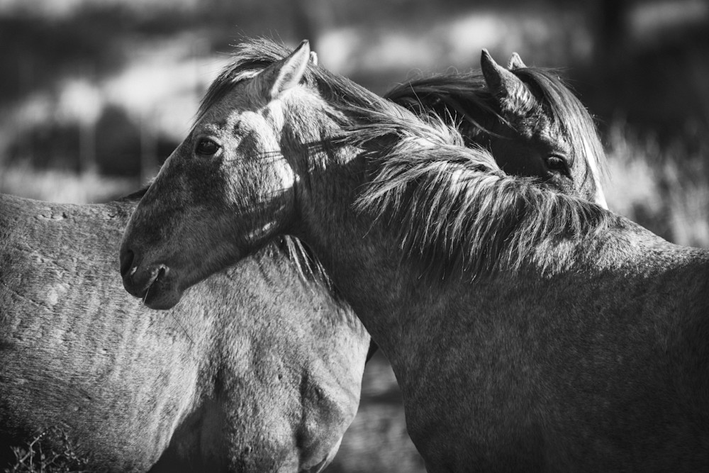 Horses | Prelude to a Spar B&W