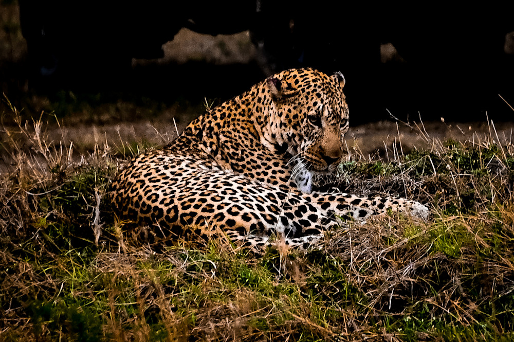 Leopard On The Maasai Mara, Kenya Photography Art | Michael J. Reinhart Photography