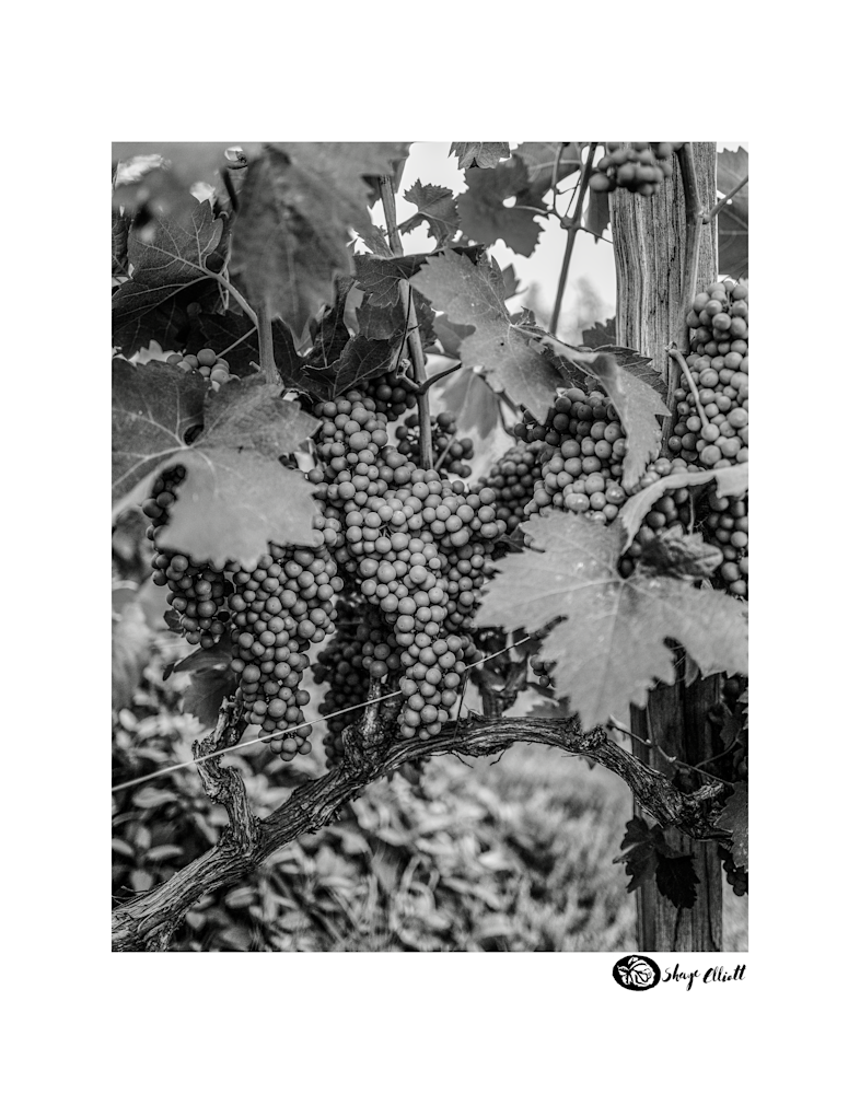 Summer Grapes Photography Art | The Elliott Homestead, Inc.