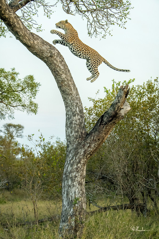 Leopard Leap Photography Art | ROB SHANAHAN MEDIA LLC