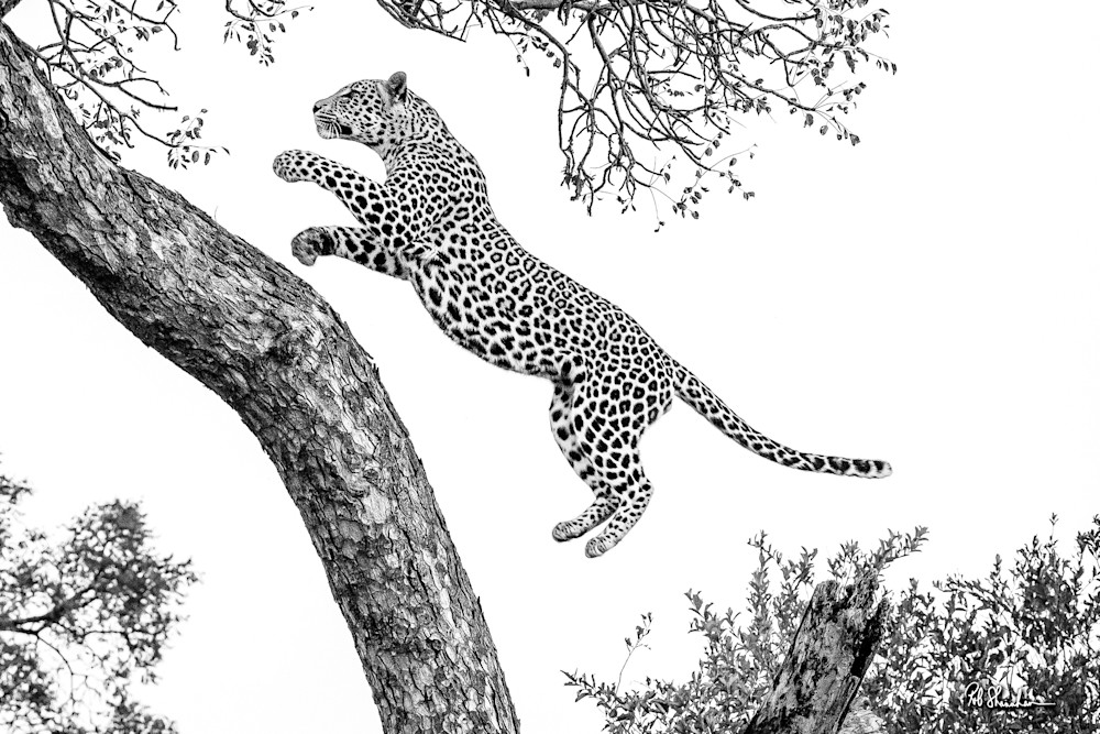 Leopard leaping at Londolozi in South Africa, photographed by Rob Shanahan, 2022.