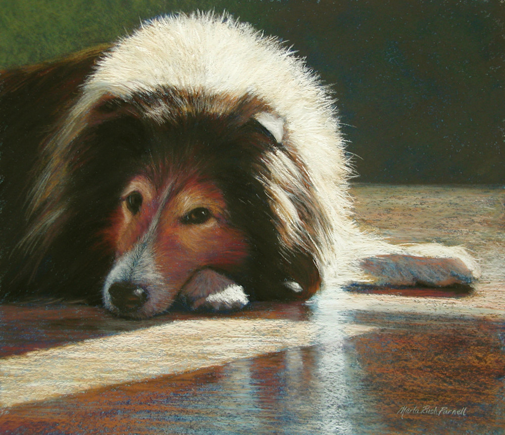 Sheltie Painting | Pet Portraits | Dog Prints | Parnell Studios
