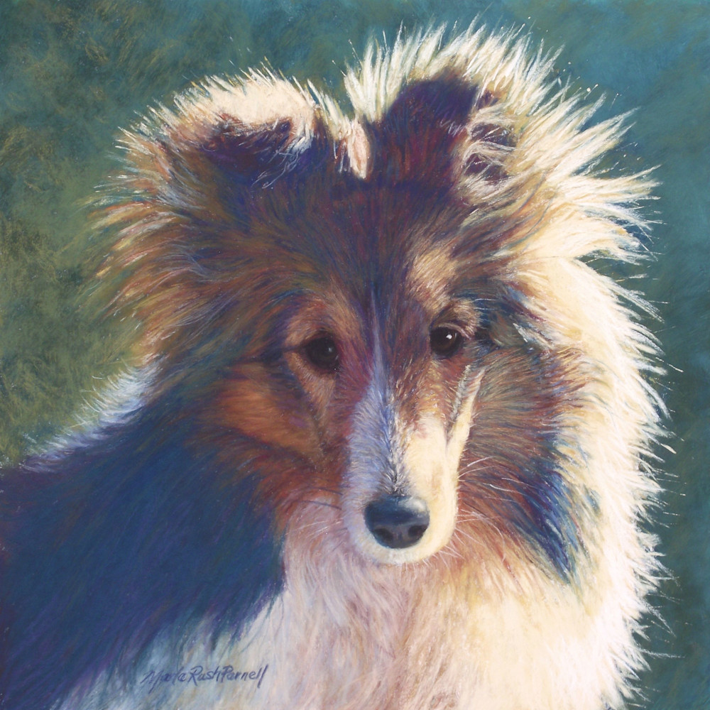 Adorable Sheltie Puppy Prints | Pet Portraits | Parnell Studios