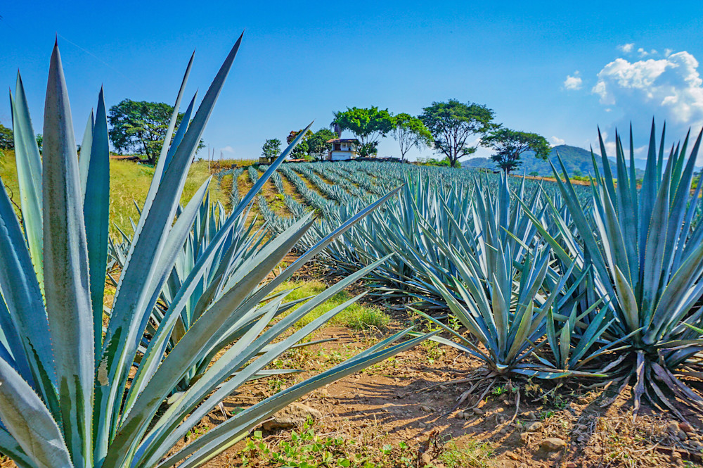 Blue Agave Field Ranch Photography Art | Judith Anderson Photography