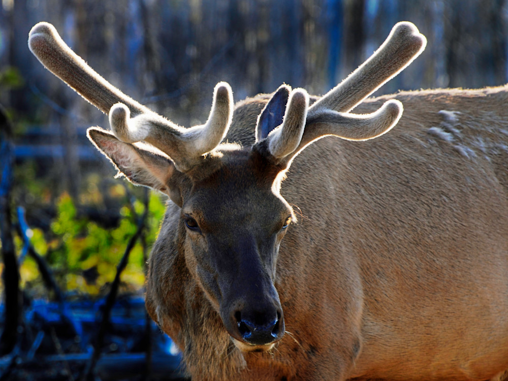 Bull Elk with Velvet Antlers