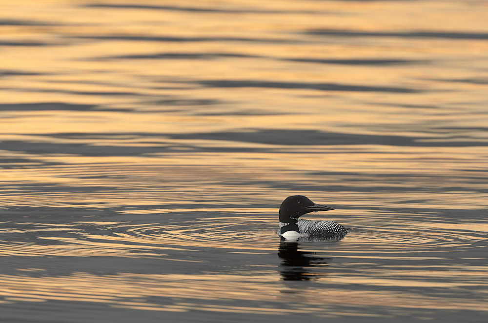 Loon Silhouetted at Sunset Print 