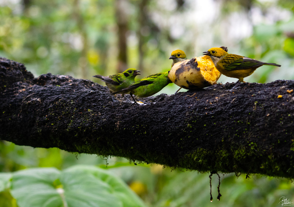 Rain Forest Cafe Photography Art | Rick Perkins Photography