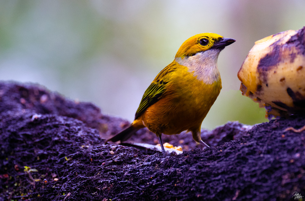 Rain Forest Magnificence Photography Art | Rick Perkins Photography