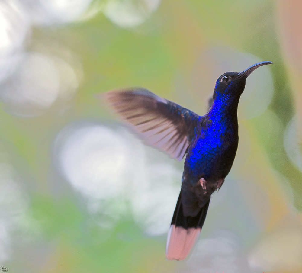 Violet Sabrewing Hummingbird Photography Art | Rick Perkins Photography