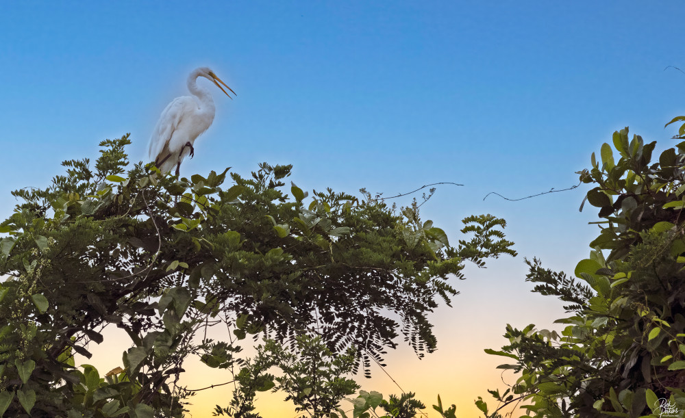 Great Egret Photography Art | Rick Perkins Photography