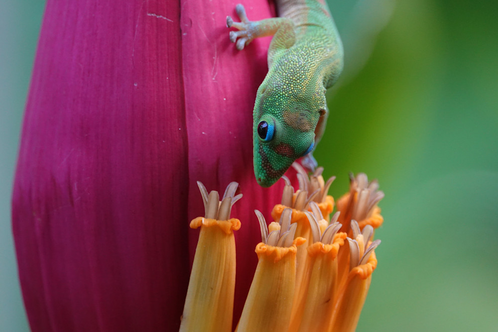 Colorful By Nature   Hawaii Tropical Bioreserve & Garden Photography Art | Josh Lien (@joshlien27)