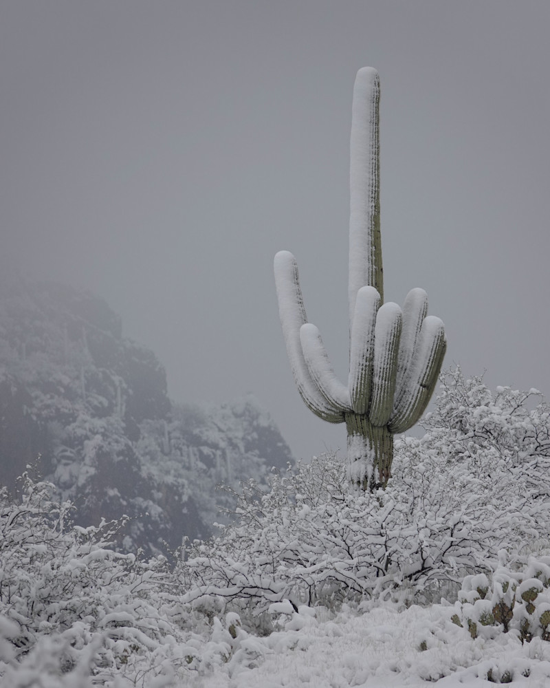 Fallout   Saguaros, Snow Photography Art | Josh Lien (@joshlien27)