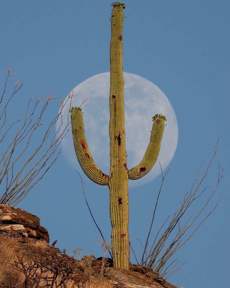 Weight Of The Moon   Saguaro, Moon Photography Art | Josh Lien (@joshlien27)