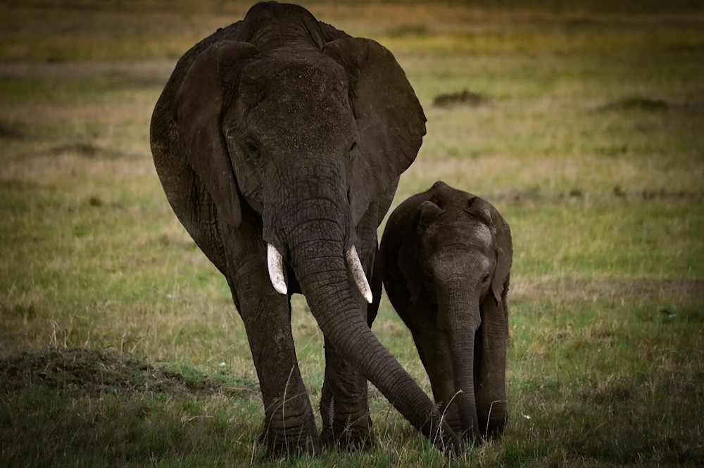 Mother And Child African Elephants, Maasai Mara Kenya Photography Art | Michael J. Reinhart Photography