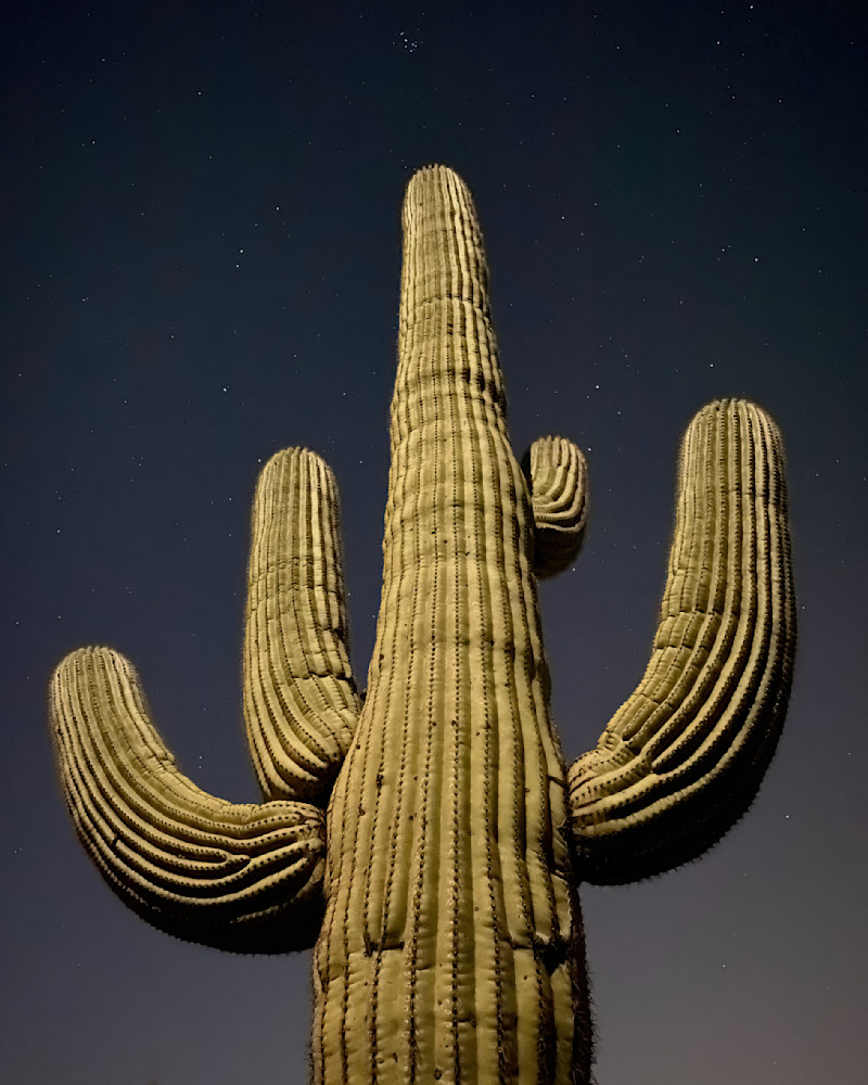 Goodnight Saguaro   Saguaro, Stars, Night Photography Art | Josh Lien (@joshlien27)