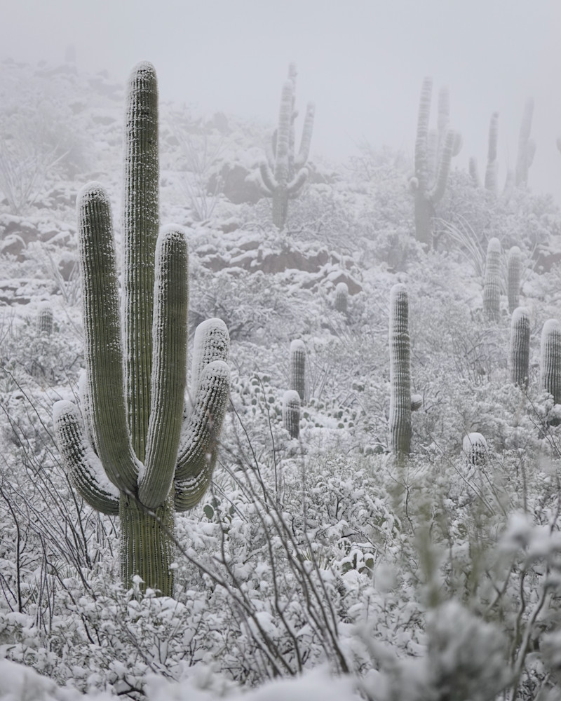 Standout Saguaro   Saguaros, Snow Photography Art | Josh Lien (@joshlien27)