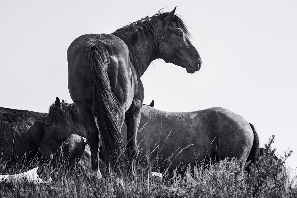 Wild Stallion — Theodore Roosevelt National Park fine-art photography prints