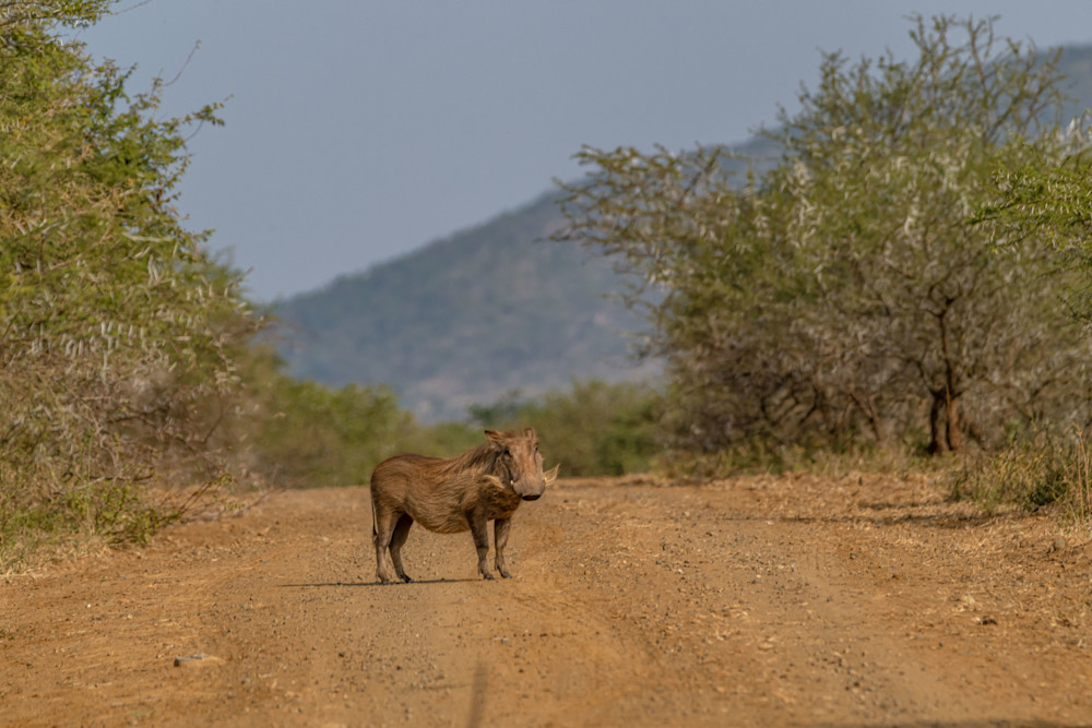 Pumba Road Photography Art | kramkranphoto