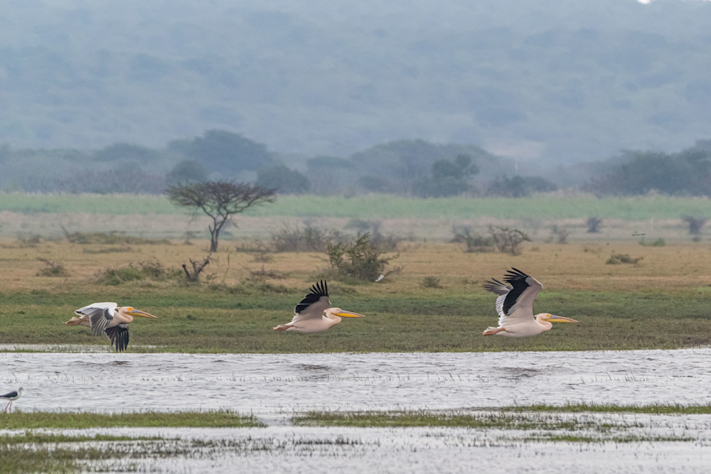 Flight Of The Pelicans Photography Art | kramkranphoto
