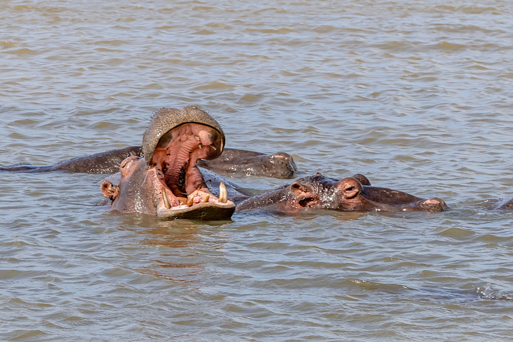 Hungry Hungry Hippo Photography Art | kramkranphoto