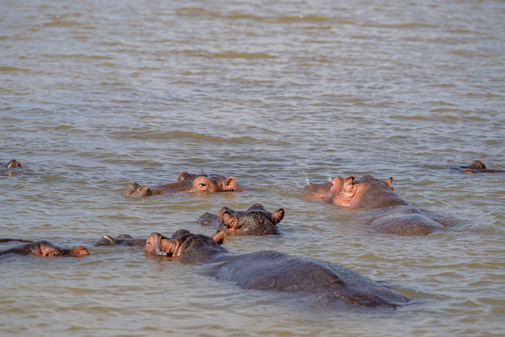 St. Lucia Hippos Photography Art | kramkranphoto