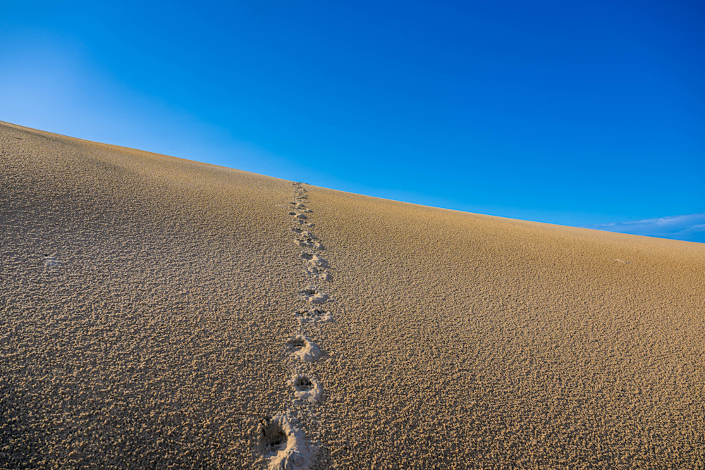 Hyena Dune Walk Photography Art | kramkranphoto