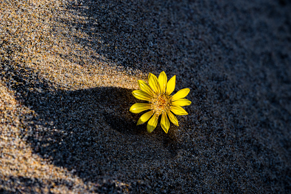 Life Finds A Way Photography Art | kramkranphoto