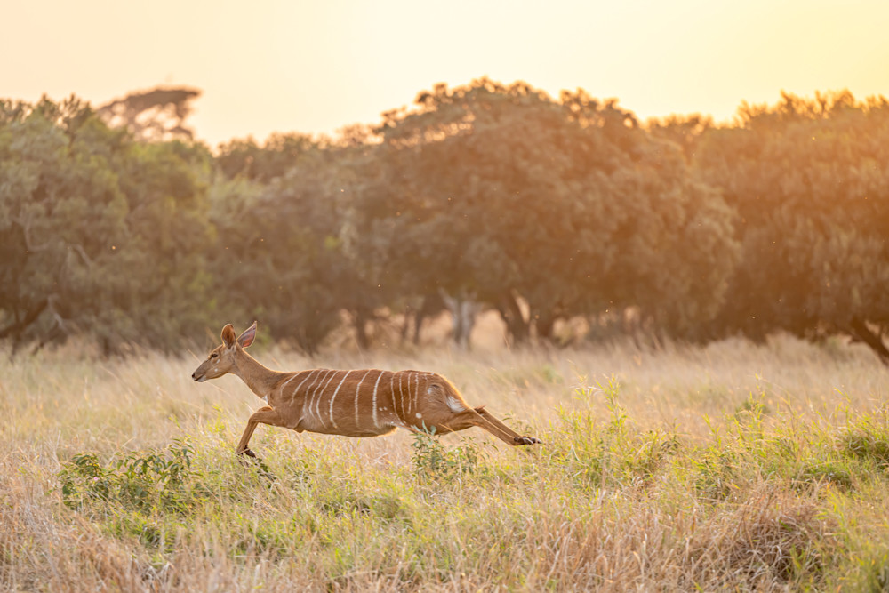 Nyala Jump Photography Art | kramkranphoto