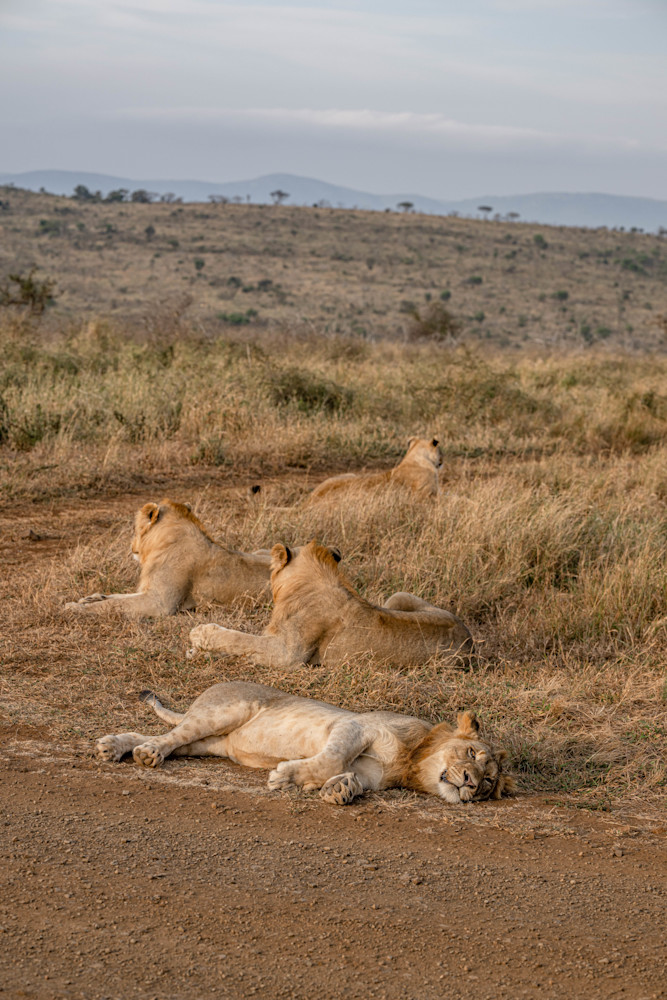 Lion Inaction Photography Art | kramkranphoto