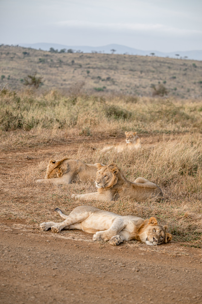 Lion, Or Layin Around? Photography Art | kramkranphoto