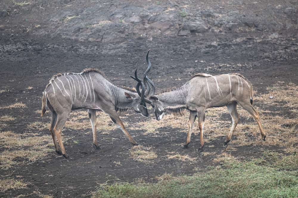 Dance Of The Kudu Photography Art | kramkranphoto