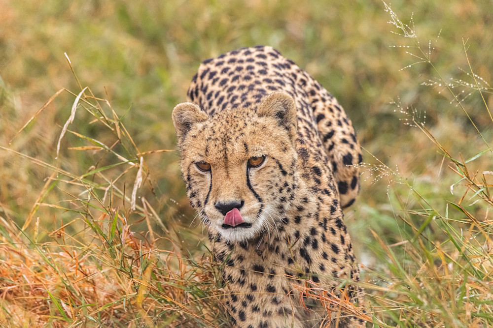 Coming In For The Kill Photography Art | kramkranphoto