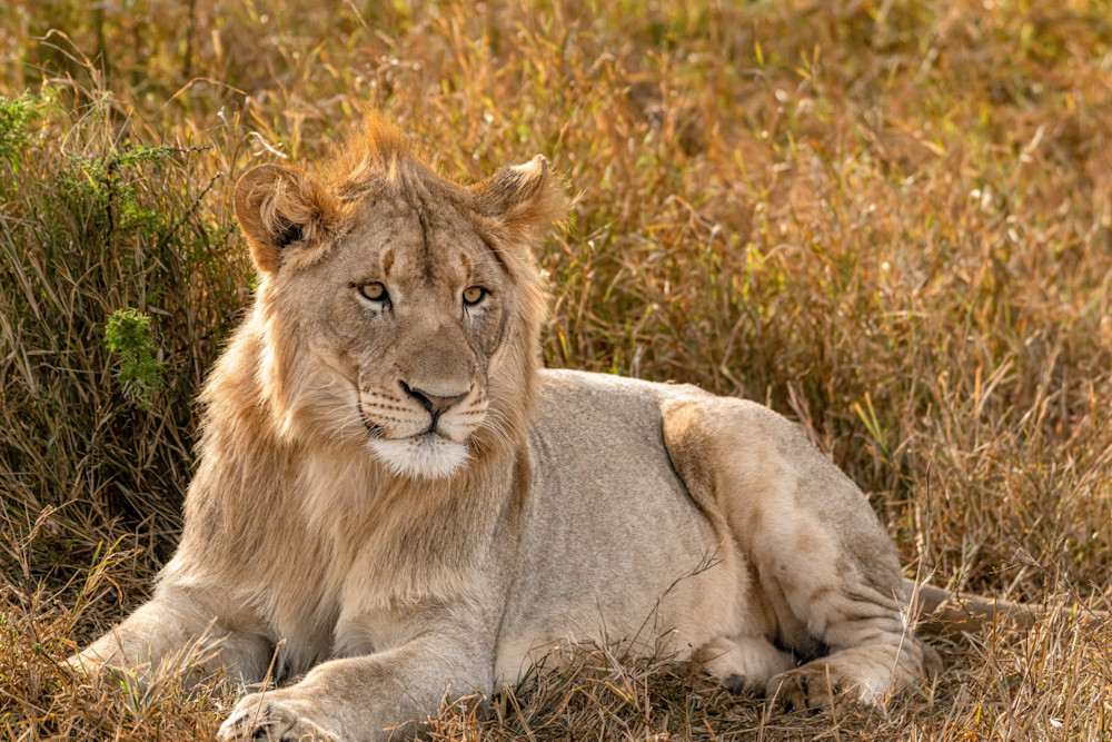 Manyoni Male Photography Art | kramkranphoto