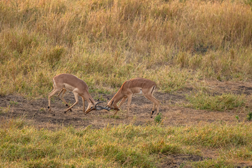 Nyala Duelin Photography Art | kramkranphoto