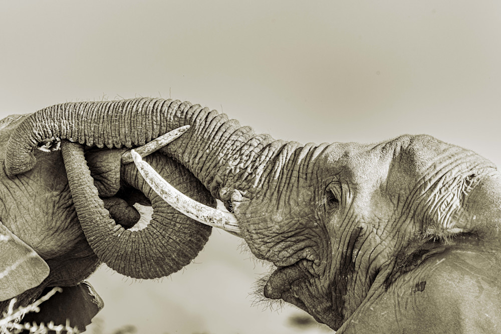 Trunk Gestures Photography Art | kramkranphoto
