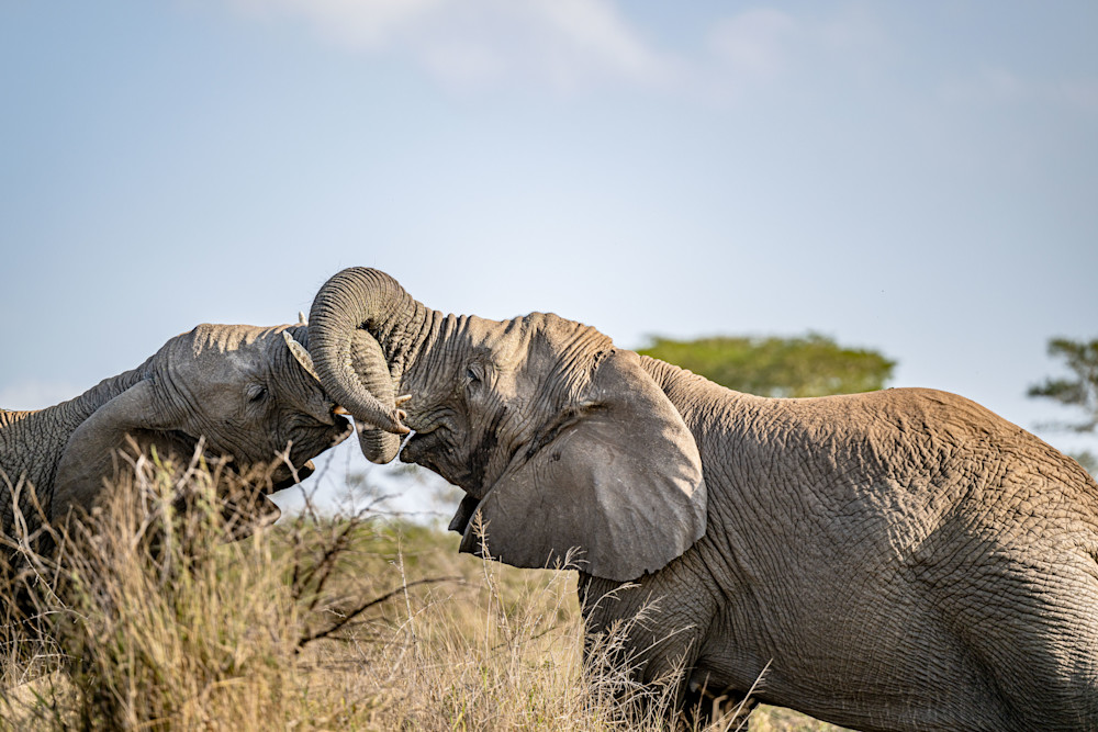 Elephant Embrace Photography Art | kramkranphoto