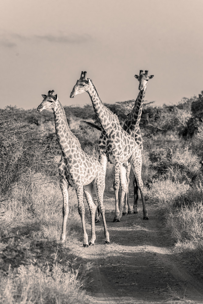 Giraffe Tower Photography Art | kramkranphoto