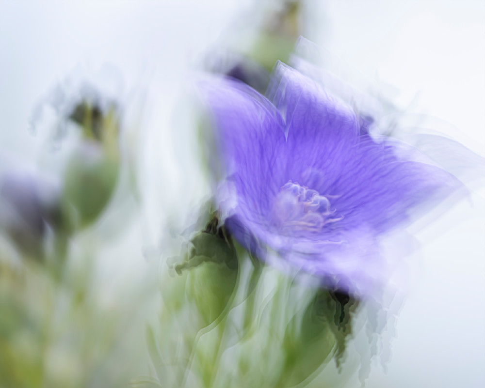 Balloon Flower Photography Art | Paula Tremba Photographs LLC
