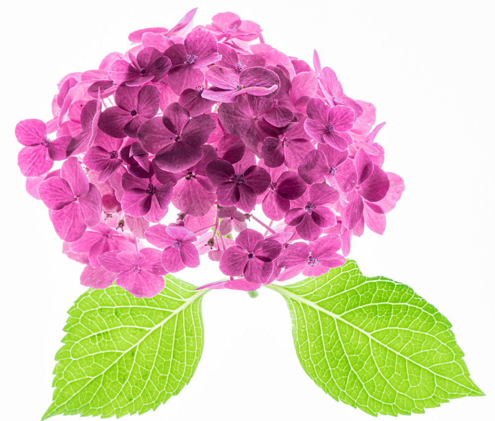 Hydrangea Season Photography Art | Paula Tremba Photographs LLC