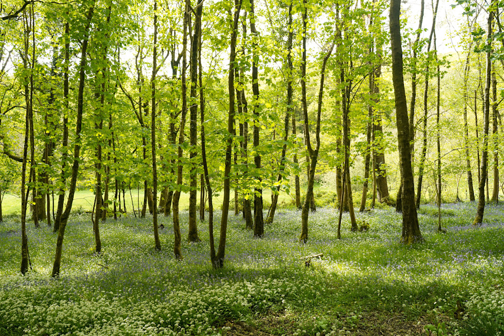 Spring Woods, Dartmoor, 1