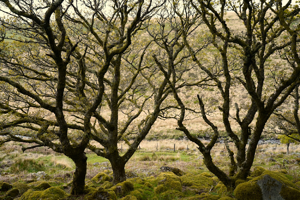 Twisted Oaks, Dartmoor 1