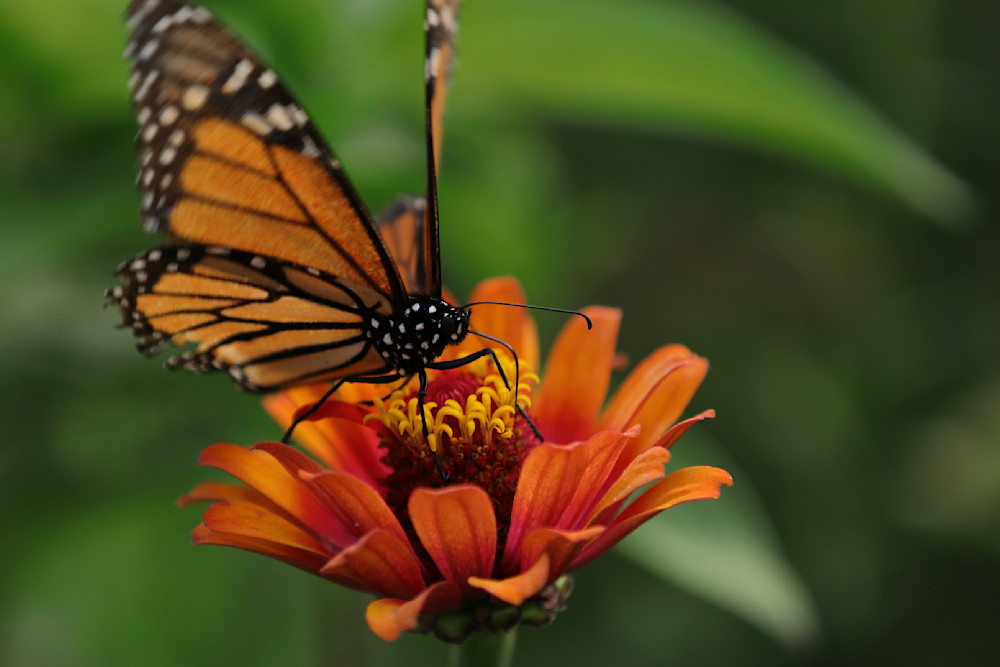 Butterfly Portrait Photography Art | Michael Brinkley Nature Photography