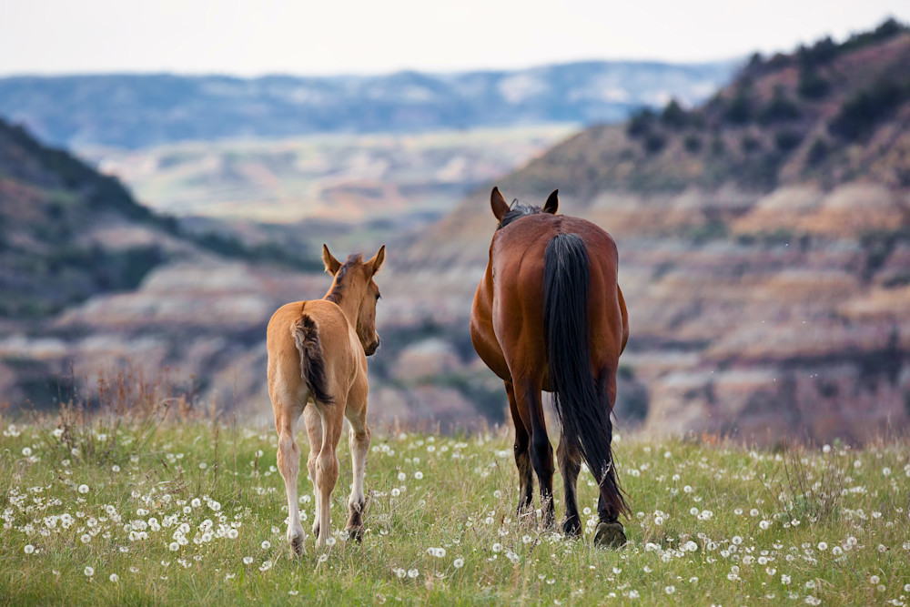 Feral Horses at Theodore Roosevelt National Park