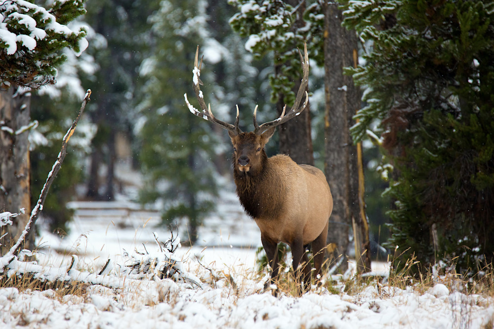 Elk In The Snow Photography Art | Striped Moon Studios