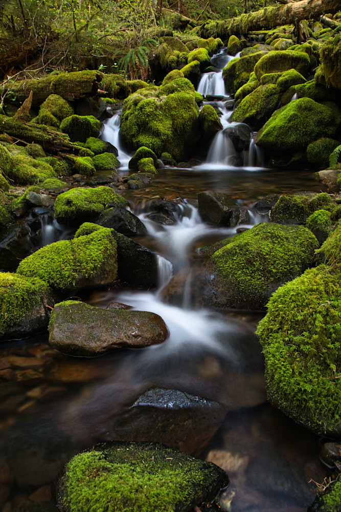 Spring at Olympic National Park